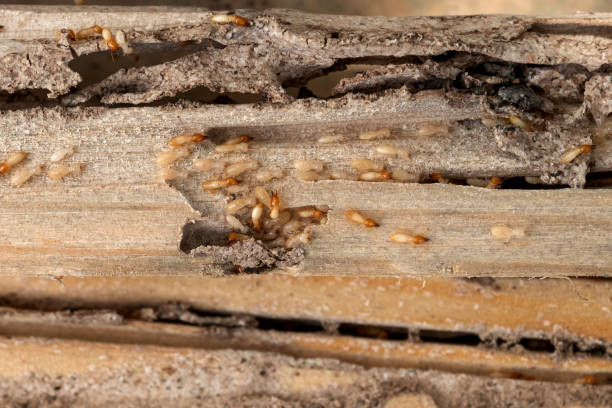 Best Mosquito Control Services  in Lake Hamilton, FL
